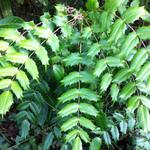 Mahonia bealei - Mahonia