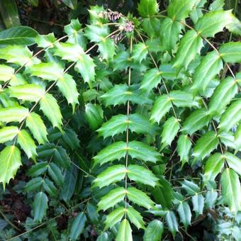 Mahonia bealei