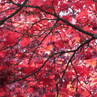 Acer palmatum 'Osakazuki'