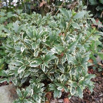 Osmanthus heterophyllus 'Variegatus'