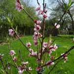 Prunus persica var nucipersica 'Madame Blanchet' - Nectarineboom