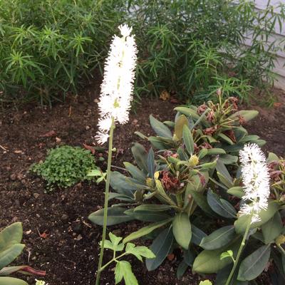 Christoffelkruid - Actaea simplex 'White Pearl'