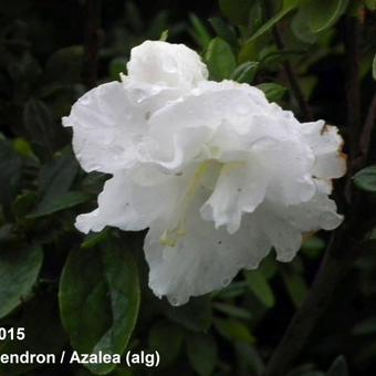 Rhododendron/Azalea