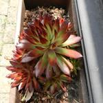 Sempervivum 'Bronco' - Huislook