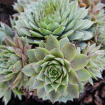 Sempervivum 'Utopia - Huislook