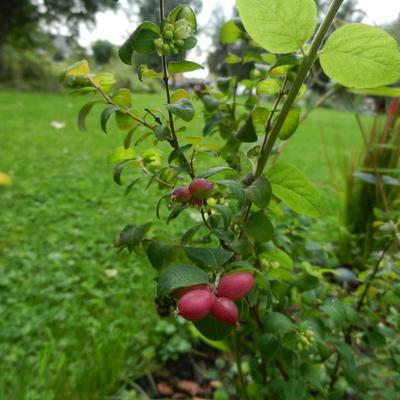 Sneeuwbes/Klapbes - Symphoricarpos x doorenbosii 'Magic Berry'