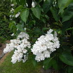 Syringa vulgaris - Sering