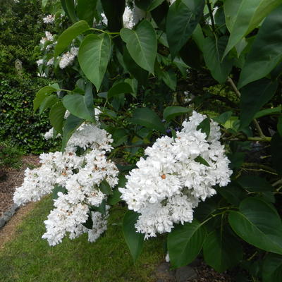 Sering - Syringa vulgaris