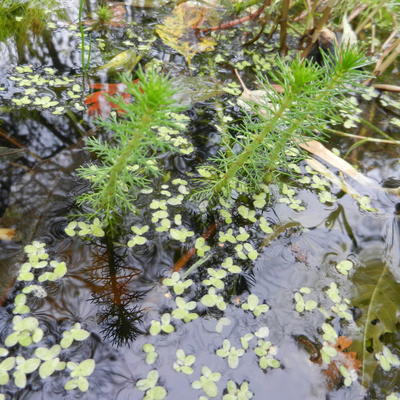 Myriophyllum crispata - Vederkruid