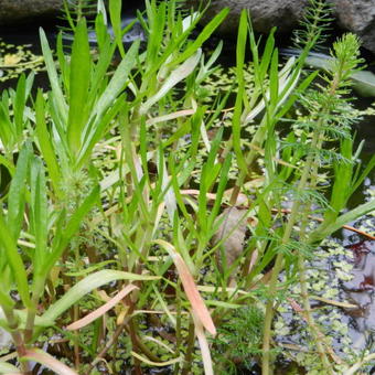 Cotula coronopifolia