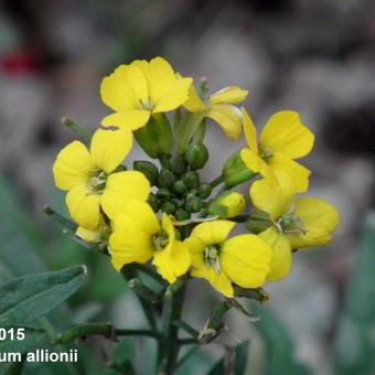 Erysimum x allionii