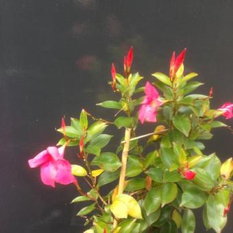 Mandevilla 'SUNDAVILLE Red'