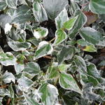 Hedera helix 'Little Diamond' - Klimop