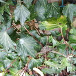 Hedera helix 'Green Ripple' - Klimop