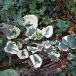 Hedera colchica 'Dentata Variegata' - Klimop