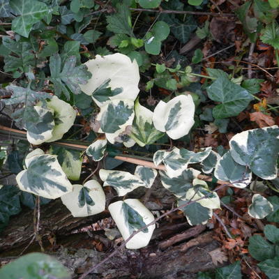 Klimop - Hedera colchica 'Dentata Variegata'