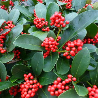 Skimmia japonica 'Veitchii'