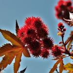 Ricinus communis - Wonderboom