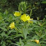 Oenothera biennis - Middelste teunisbloem, Gewone teunisbloem - Oenothera biennis