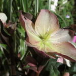 Helleborus x ballardiae HGC 'Camelot' - Nieskruid