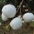 Symphoricarpos albus