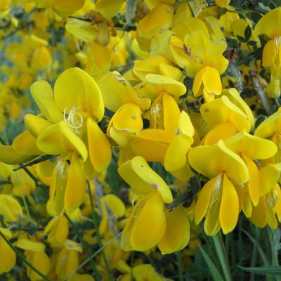 Wilde Brem - Cytisus scoparius