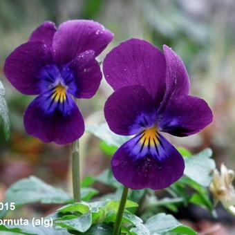 Viola cornuta