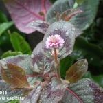 Persicaria capitata - Duizendknoop