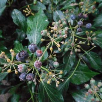 Hedera helix 'Zorgvlied'