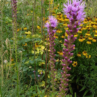 Liatris elegans