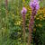 Liatris elegans