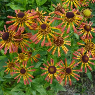 Zonnekruid - Helenium 'Loysder Wieck'