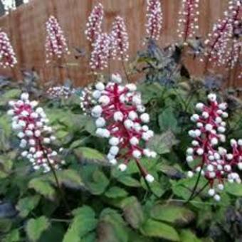 Actaea pachypoda 'Misty Blue'