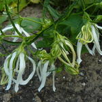 Campanula punctata 'White Octopus' - Klokjesbloem