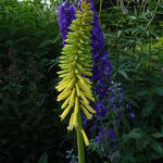 Kniphofia 'Vanilla' - Vuurpijl of de fakkellelie