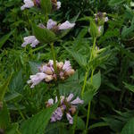 Nepeta subsessilis 'Candy Cat' - Kattekruid