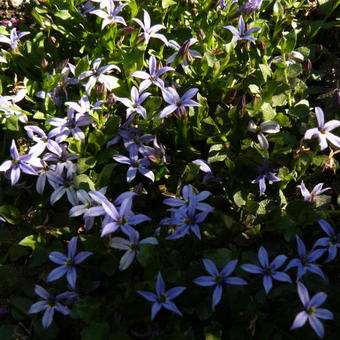 Pratia pedunculata 'County Park'