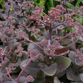 Sedum 'Xenox'