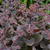 Sedum 'Xenox'