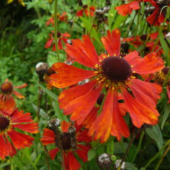 Helenium 'Red Jewel'