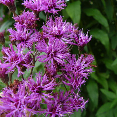 Lampenpoetser, Prachtschaarde, Knopige slangenwortel - Liatris pycnostachya