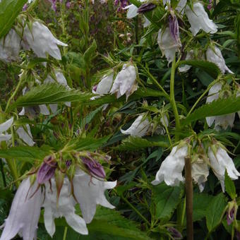 Campanula x 'Burghaltii'