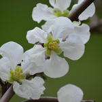 Chaenomeles x superba 'Jet Trail' - Dwergkwee, Japanse sierkwee - Chaenomeles x superba 'Jet Trail'