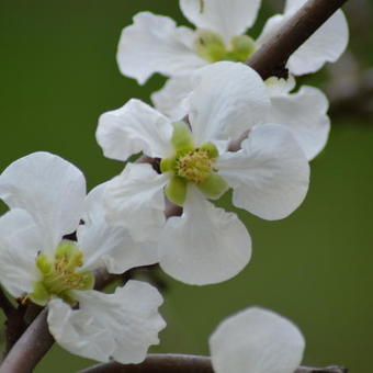 Chaenomeles x superba 'Jet Trail'