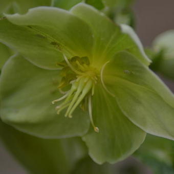 Helleborus argutifolius