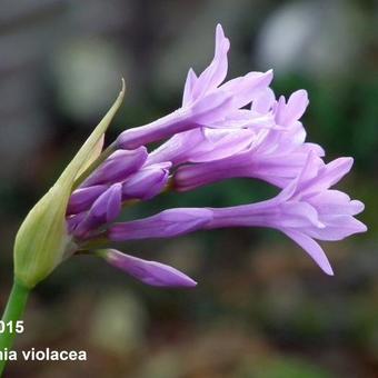 Tulbaghia violacea