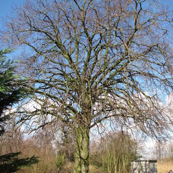 Tilia cordata