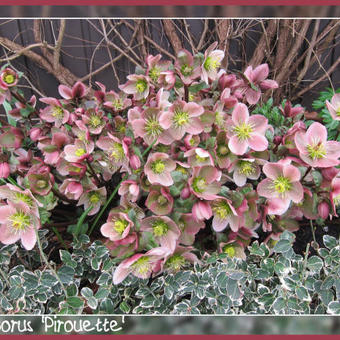 Helleborus x ericsmithii 'Pirouette'