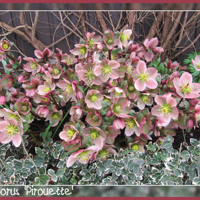 Nieskruid - Helleborus x ericsmithii 'Pirouette'