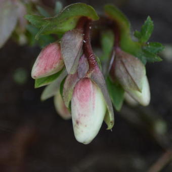 Helleborus x nigercors 'Candy Love'